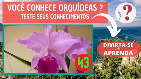 VOCÊ CONHECE ORQUIDEAS ? QUAL O NOME DESSA ORQUIDEA? DIVIRTA-SE IDENTIFICANDO ESSA ORQUÍDEA