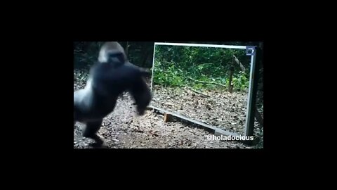 🐵Mirror Prank on Funny Monkeys🙊😂#shorts