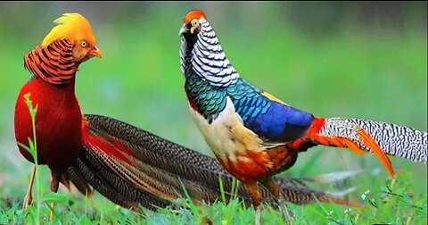 Beautiful Golden Pheasants and Wading Birds