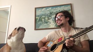 Precious Bulldog Loves To Show Off His Singing Skills