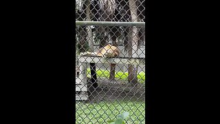 Livestream Clip - King Of The Naples Zoo