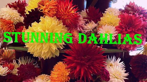 STUNNING DAHLIAS - A COLLECTION OF FLOWERS & RELAXING MUSIC