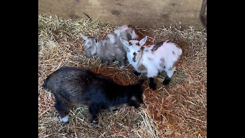 Baby Goats Learning to Eat Hay
