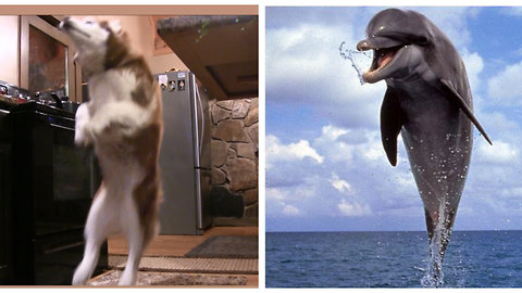 Siberian Husky loves to jump back like a dolphin