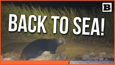 BACK TO SEA! Massachusetts Police Help Grey Seal Stranded on Land