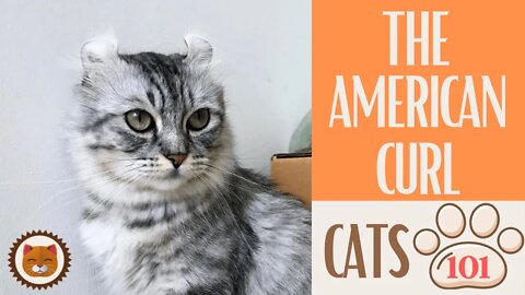 🐱 Cats 101 🐱 AMERICAN CURL - Top Cat Facts about the AMERICAN CURL #KittensCorner