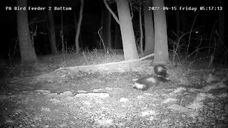 Pair of skunks feeding together 4/15/2022