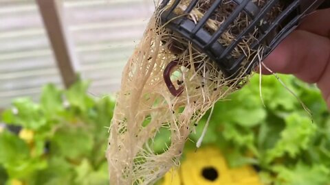 Red Worms Living in Kratky Hydroponics Roots