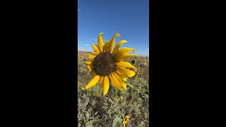 Sunflower in slow motion