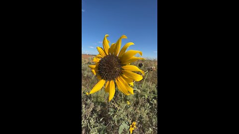 Sunflower in slow motion