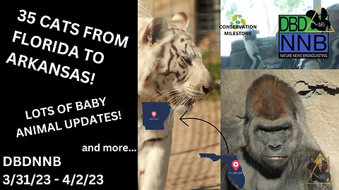 Turpentine Creek Receives 35 NEW Cats | Gorillas Become A Family | DBDNNB April 4th, 2023