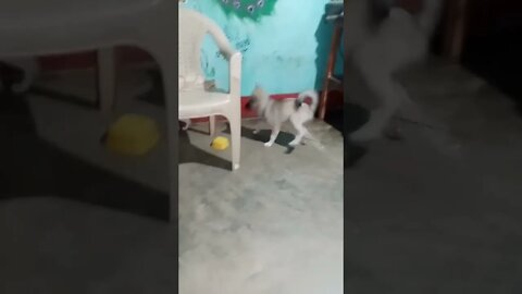 puppy vs cat fight #shorts #puppy #dogs