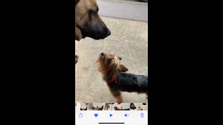 Malinois dog meets tiny dog