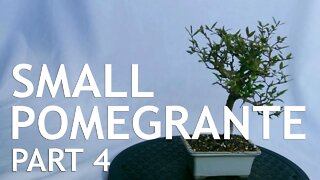 Small Pomegranate Bonsai Tree, From Seed, 4