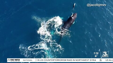 Take TIme to Smile: Whale and Dolphin Swim Together