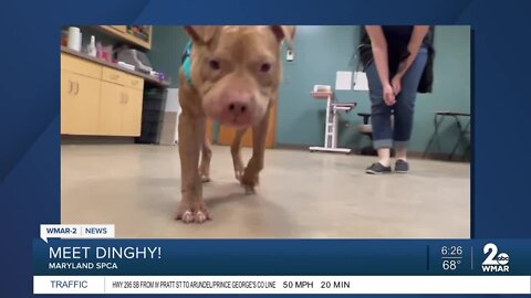 Dinghy the dog is up for adoption at the Maryland SPCA