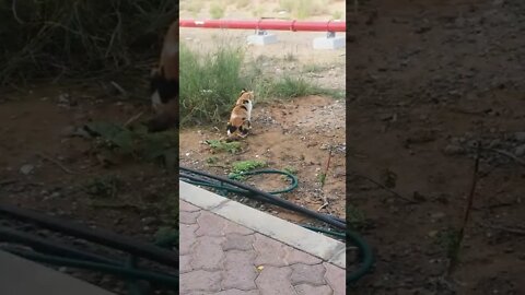 Cat trying to Catch Birds 😂 - Cat Fail Video