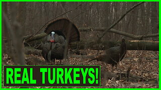 BEST AUDIO of wild turkeys waking up | hen turkey YELP | fighting purrs | DRUMMING