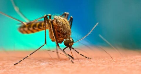 Mosquitoes are estimated to cause between 750,000 and one million human deaths per year