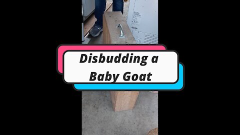 Disbudding a Baby Goat