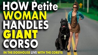 How a Petite Woman Handles a GIANT Corso - In The Doghouse LIVE With The Coreys