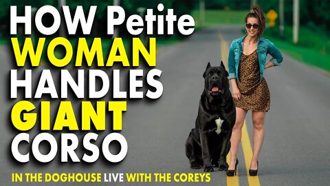 How a Petite Woman Handles a GIANT Corso - In The Doghouse LIVE With The Coreys