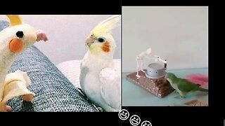 Funny parrots compilation that will make you laugh.