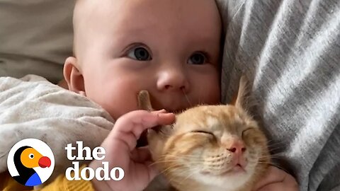 Baby Girl And Her Kitten Brother Are Completely Inseparable | The Dodo Soulmates