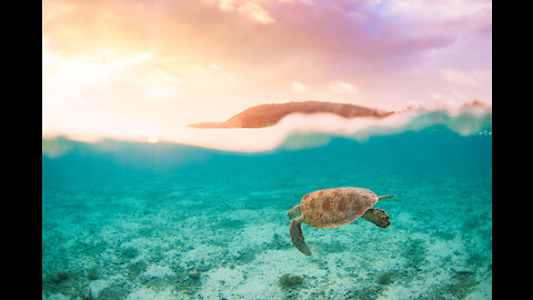 The turtle is swimming towards the setting sun! Beautiful