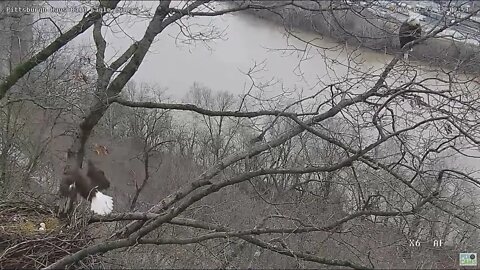 Hays Eagles has sub-adult intruder perch on a branch of the nest 2022 02 25 12:08pm