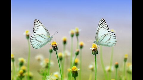 Butterfly Insect Feeding Spicebush Swallowtail1