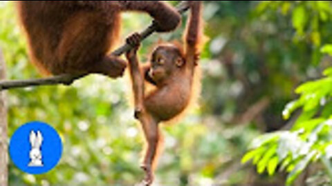Baby Orangutan Are Adorable - Cutest Compilation