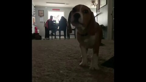 Beagle pup howling