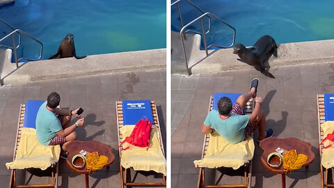 Sea Lion Hilariously Steals Chair