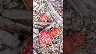 Amanita Muscaria Mushrooms