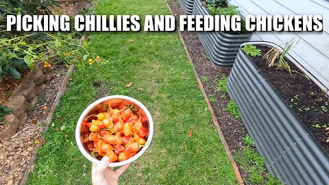 Picking chillies and feeding chickens