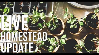 🍎 LIVE Homestead Update AMA