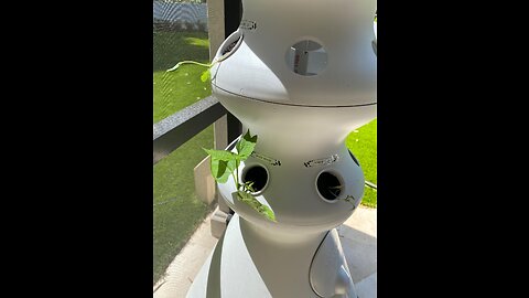 Lettuce Grow 24-Plant Farmstand - Self-Watering, Hydroponic Growing System - BPA Free - FDA Foo...