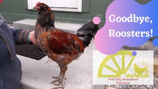 Goodbye Roosters