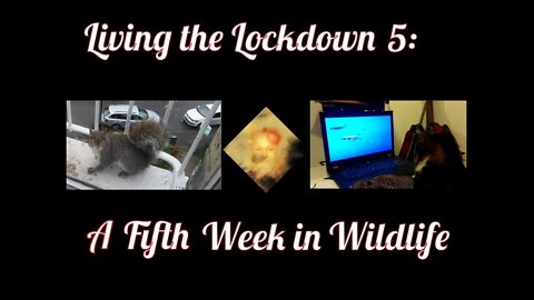 Living The Lockdown 5 : A Fifth Week In Wildlife
