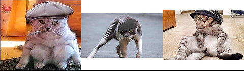 Cat Gopnik