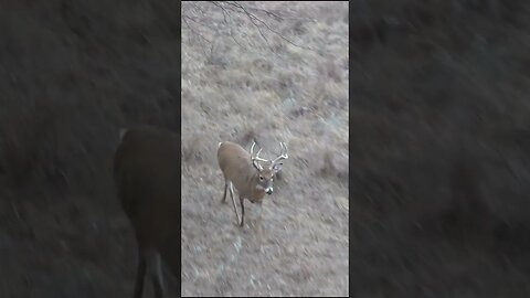 Would You Shoot or Pass? Kansas edition.