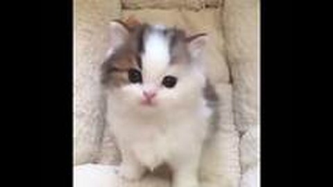 Cute Kittens - Funny and Cute Cat SHORT VIDEO