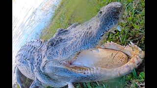 I Go Deep Underwater to Catch this Big Alligator!