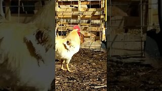 #chickens #layers #rooster #homesteading #homestead #farmanimals #farm #farmlife #homesteadlife