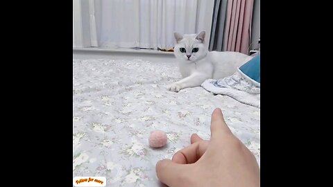 Look how excited the cat is 😻intresting video