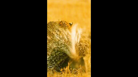 Leopard Vs Porcupine #wild #wildanimals #wildlife #leopard