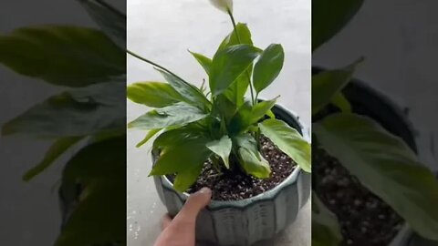 Up potting a peace lily into a larger container #shorts