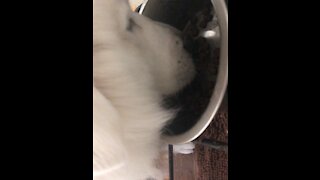 Great Pyrenees enjoys his meal￼