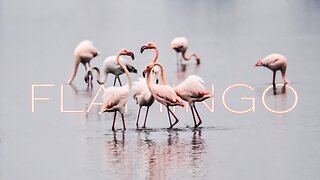 LEARN ABOUT FLAMINGOS | WILD STORIES | Alex Beldi